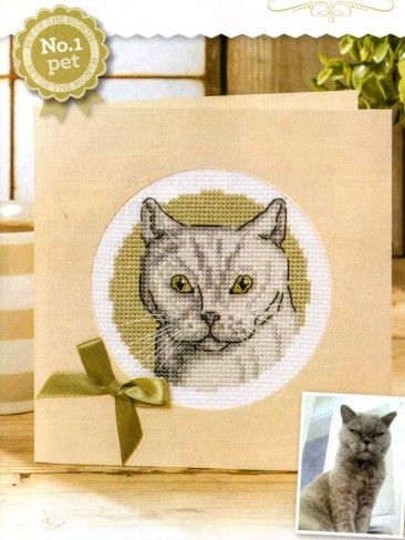 British Blue - Pet of the Month