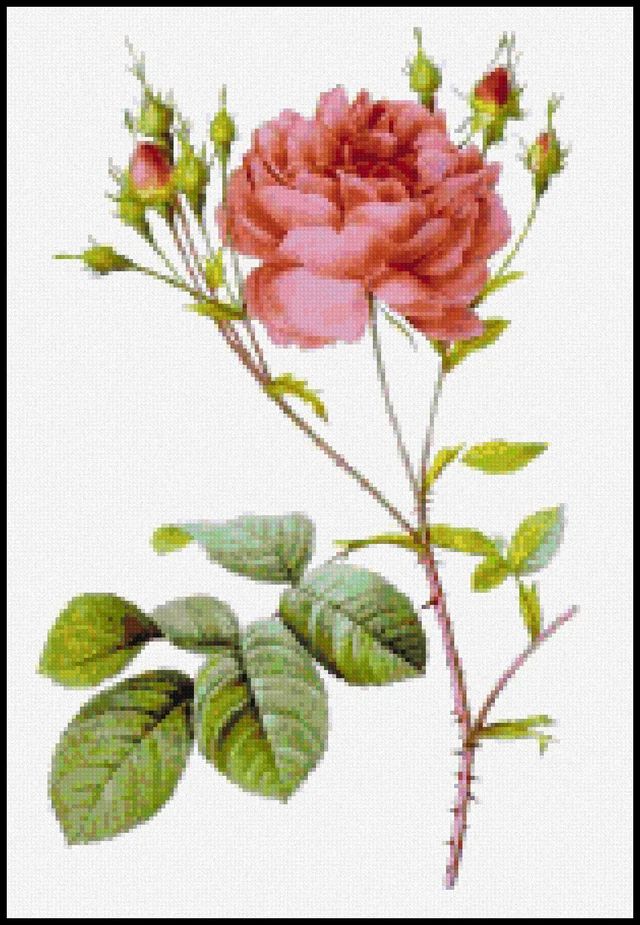 Thumbnail for Rosa Centifolia Anglica Rubra