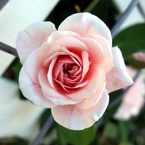 Make it Pink